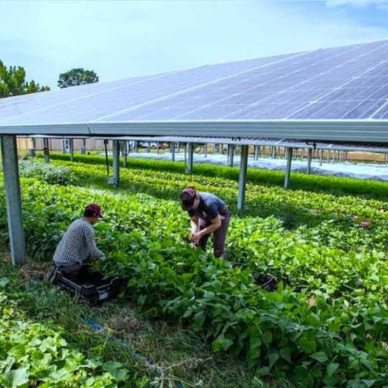 Solar Panel Services